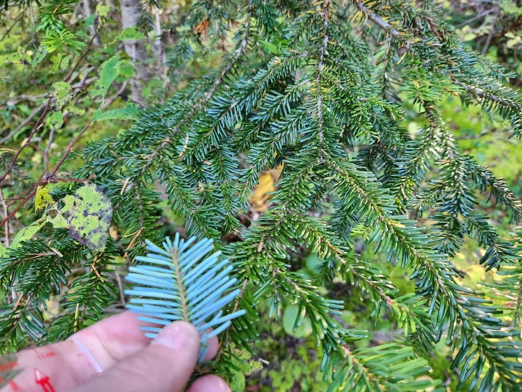 Abies Amabilis