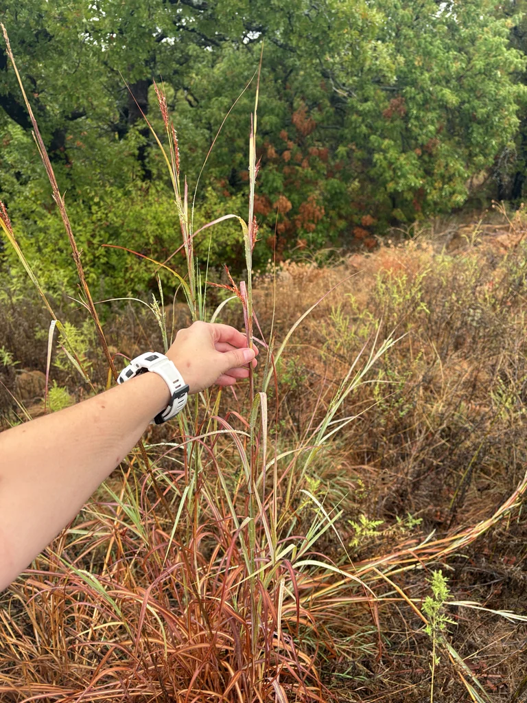 Andropogon Gerardii