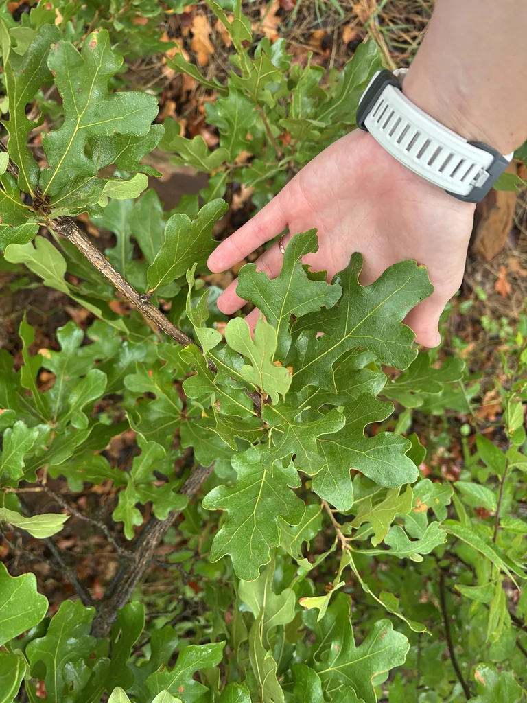 Quercus Stellata