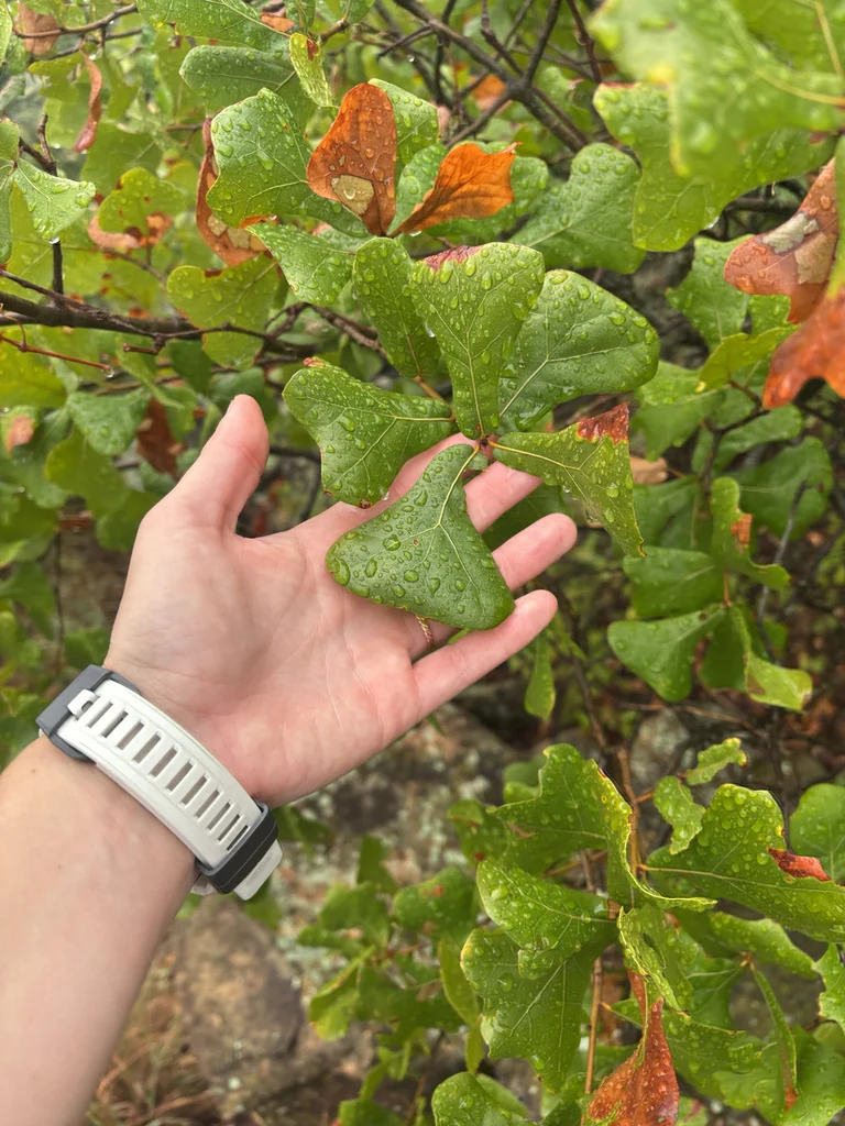 Quercus Marilandica