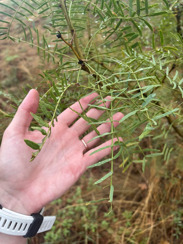 Prosopis Glandulosa