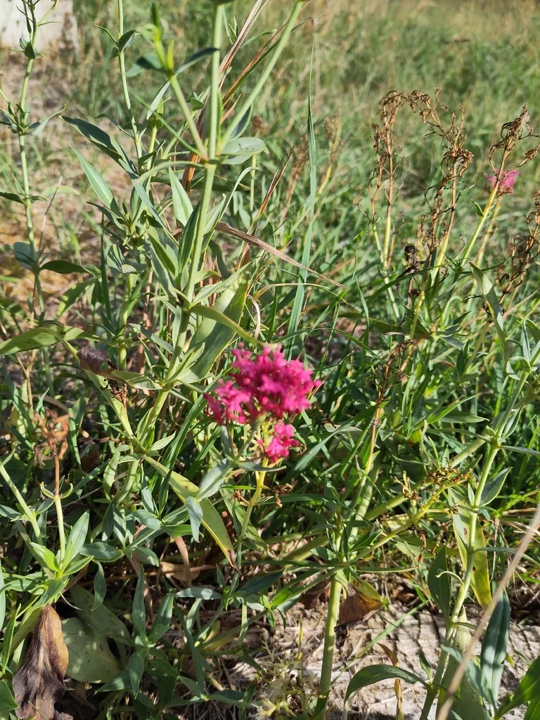 Centranthus Ruber