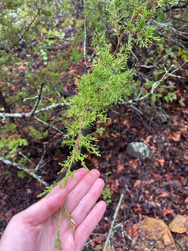 Juniperus Ashei