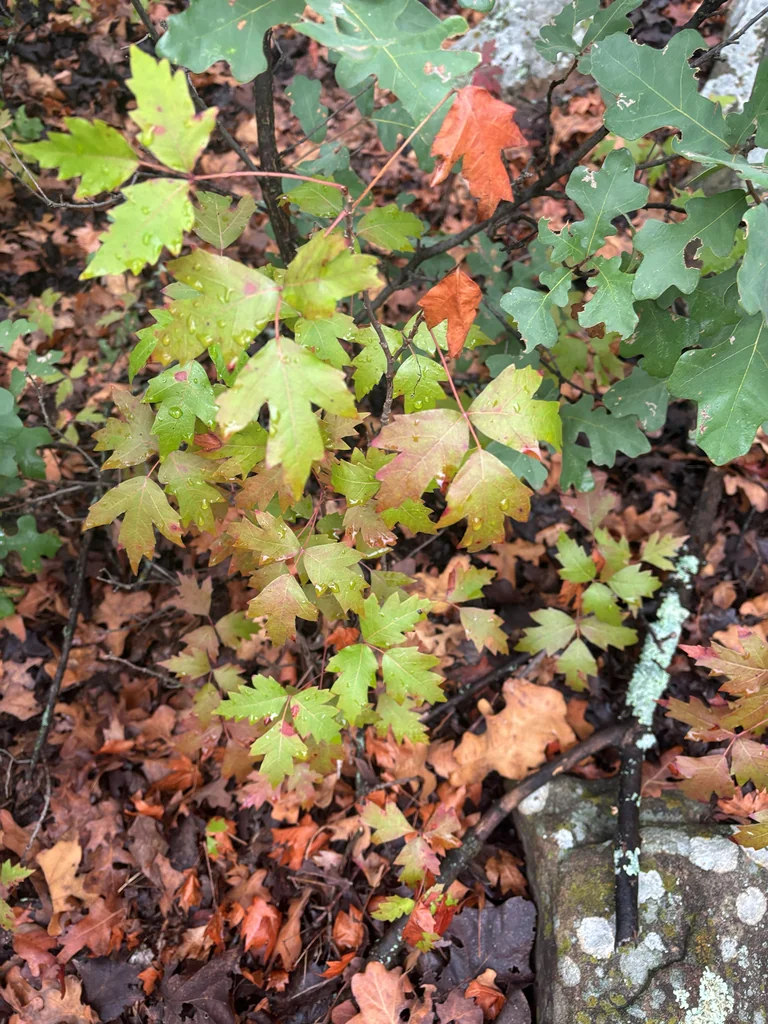 Toxicodendron Radicans