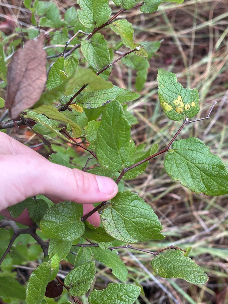 Celtis Reticulata