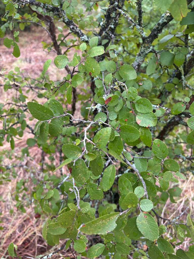Ulmus Crassifolia