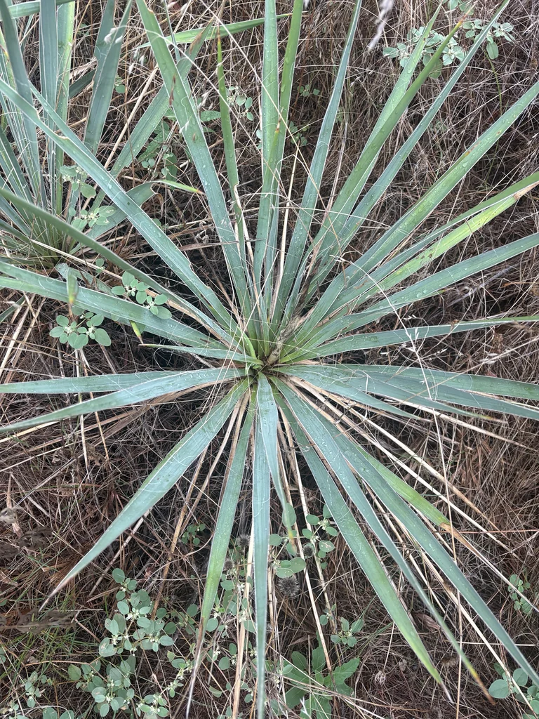 Yucca Pallida