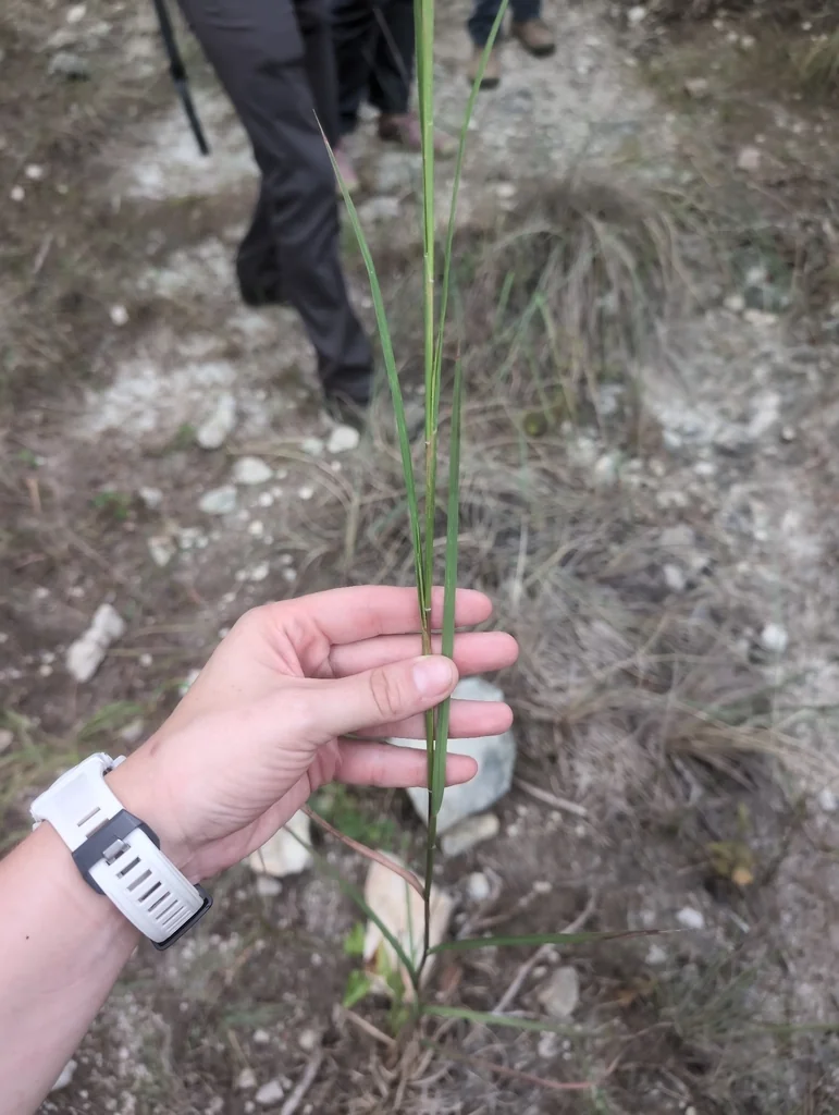 Schizachyrium scoparium