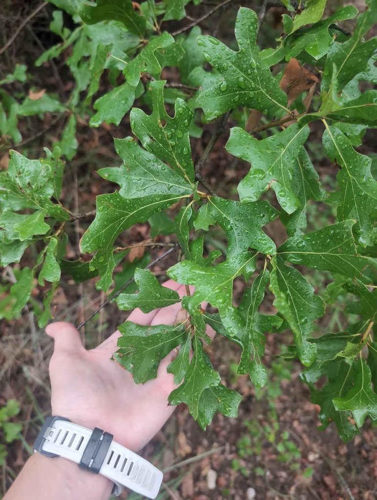 Quercus Stellata