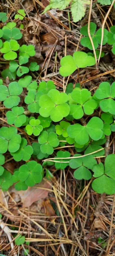 Oxalis Acetosella