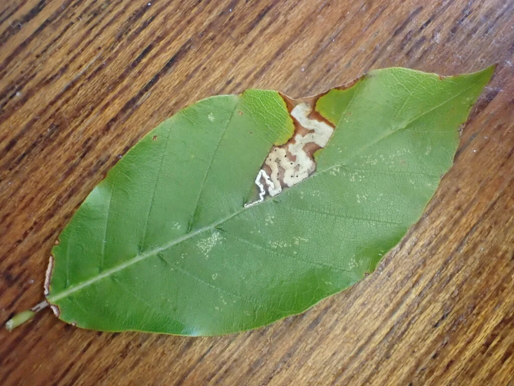 Fagus Sylvatica