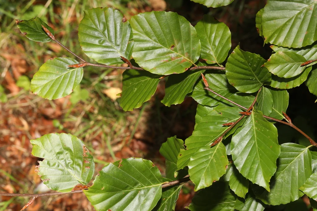 Fagus Sylvatica