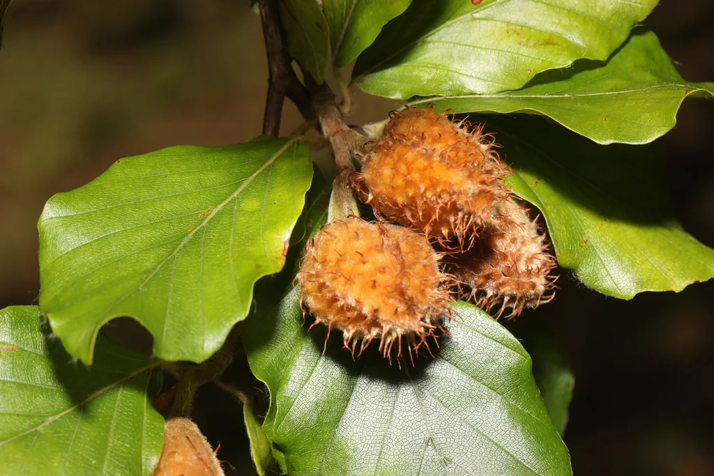 Fagus Sylvatica
