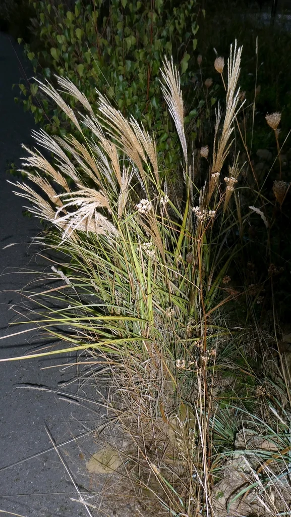Miscanthus Transmorrisonensis