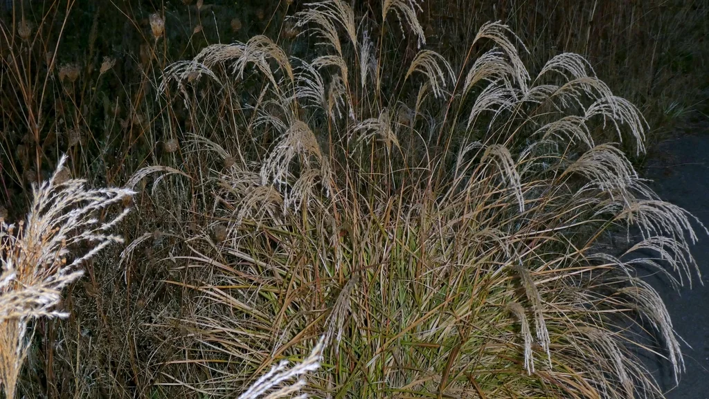 Miscanthus Transmorrisonensis