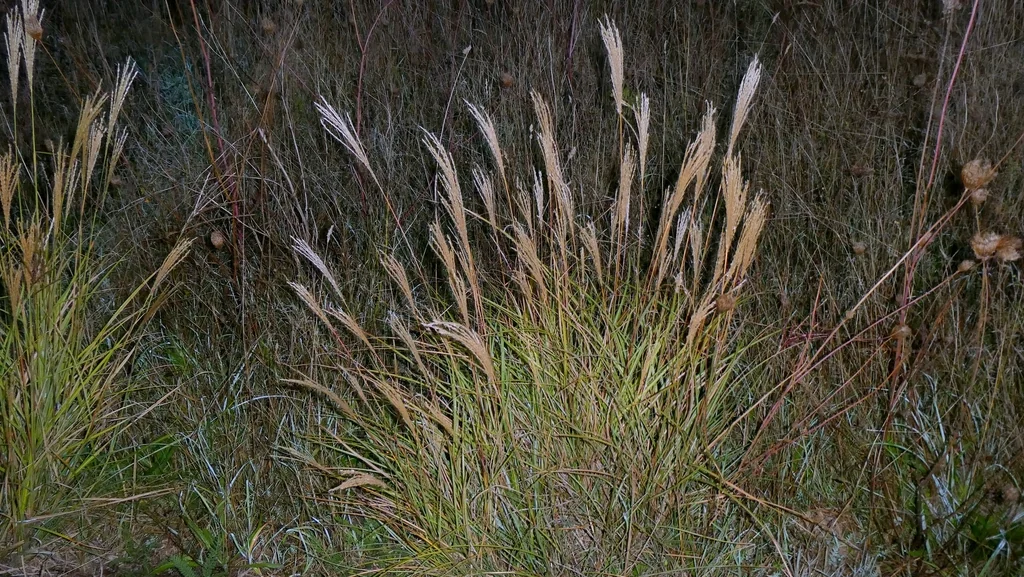 Miscanthus Transmorrisonensis