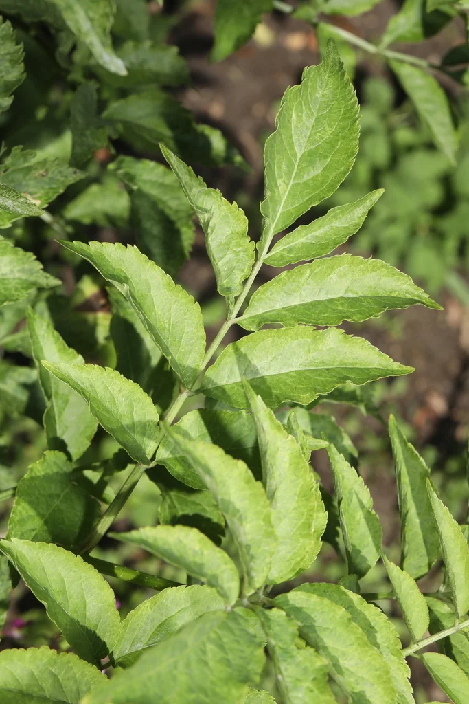 Sambucus nigra