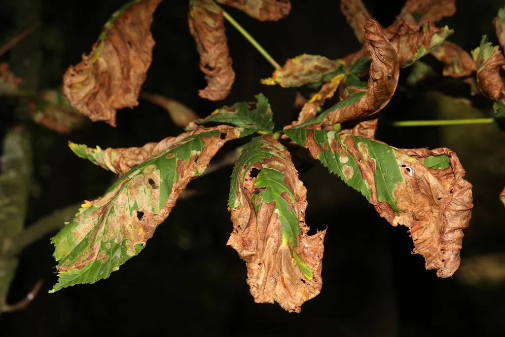 Aesculus Hippocastanum