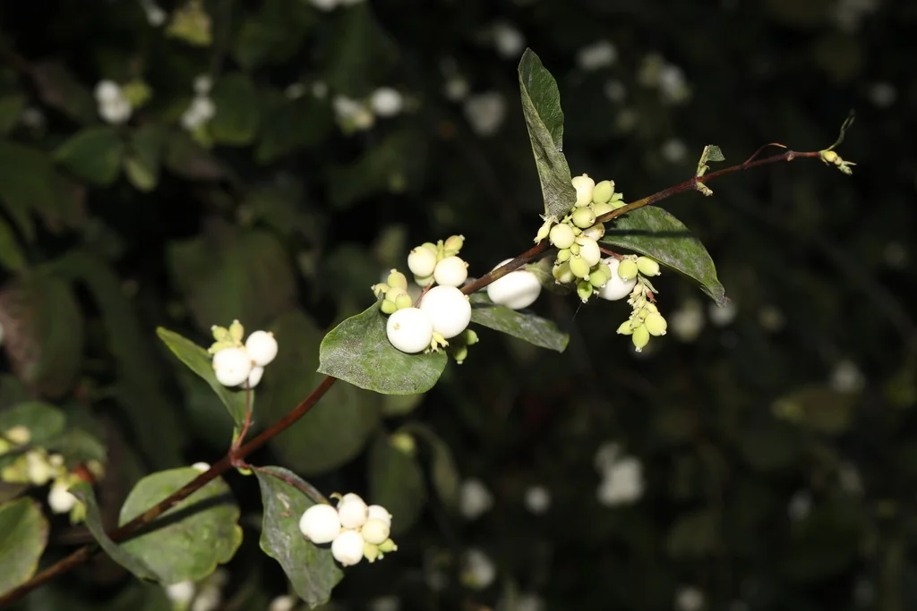 Symphoricarpos Albus