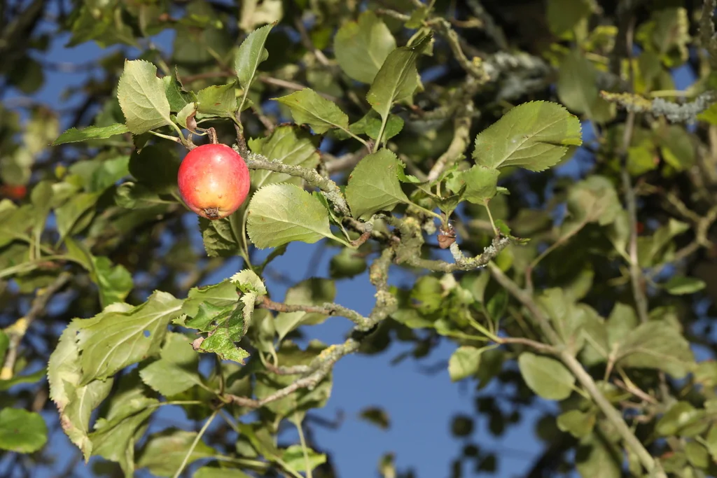 Malus Pumila