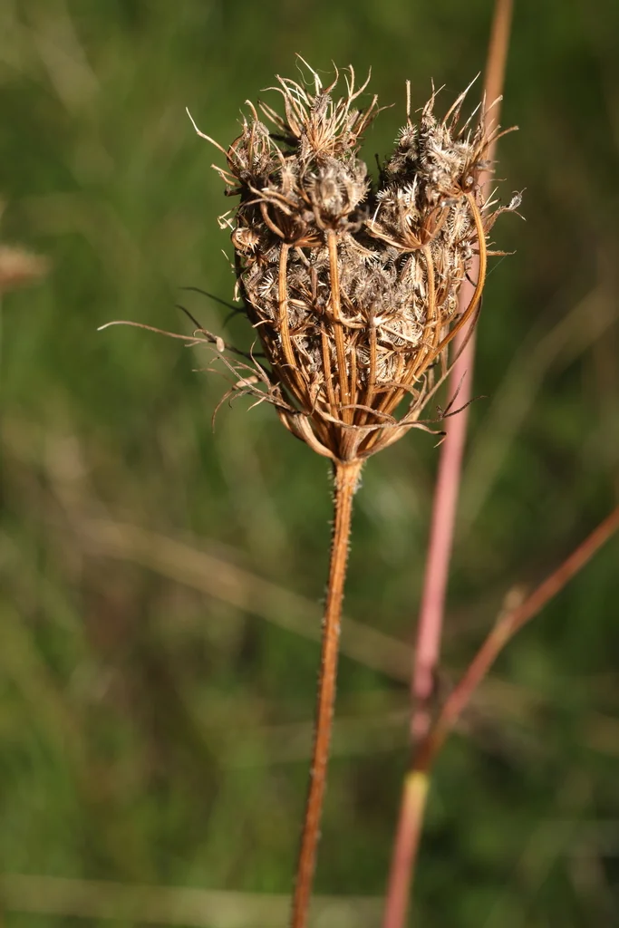 Daucus Carota