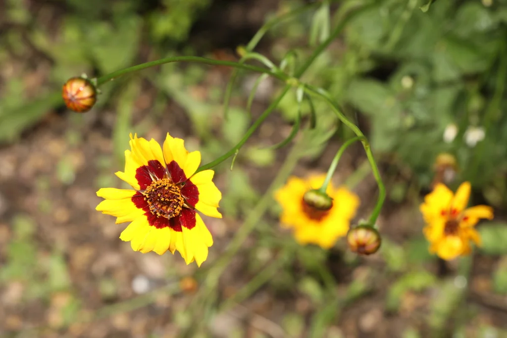 Coreopsis Tinctoria