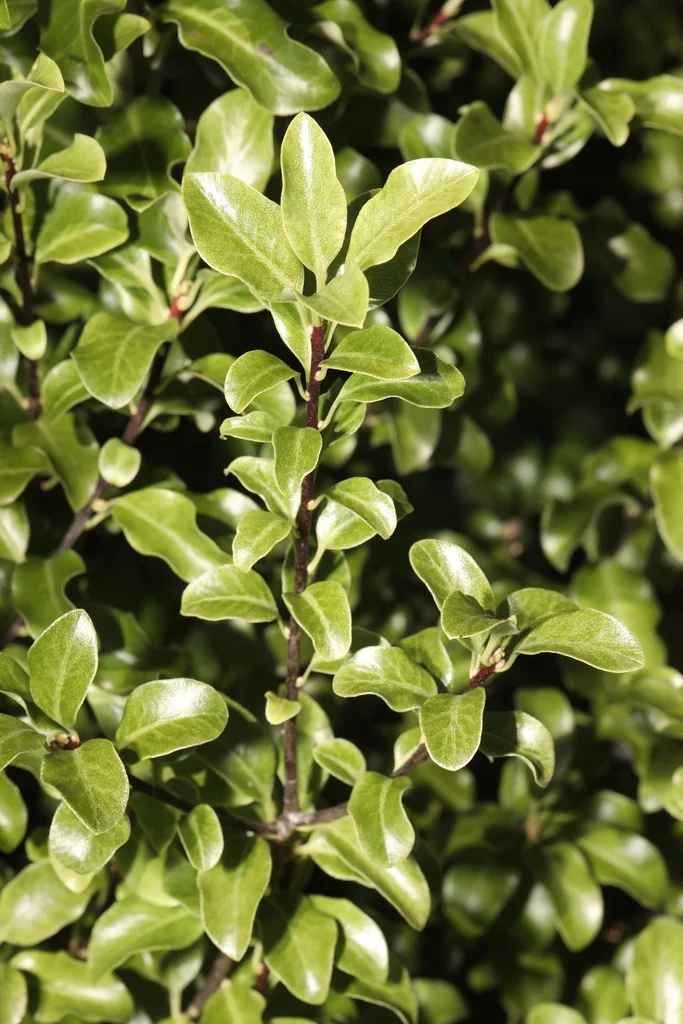 Pittosporum Tenuifolium
