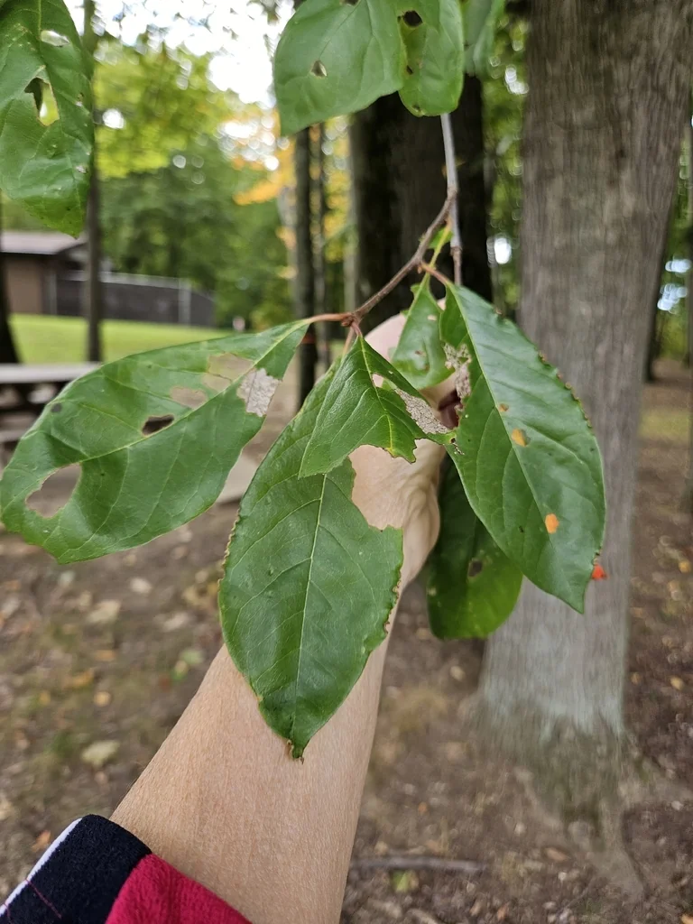 Nyssa Sylvatica