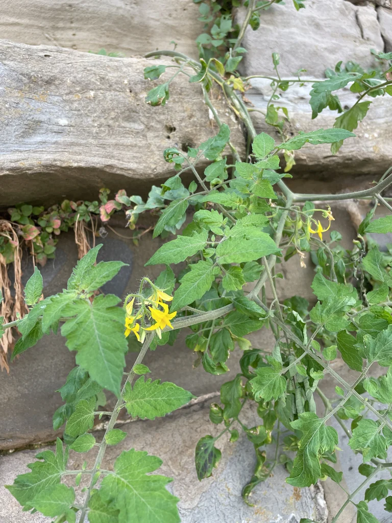 Solanum lycopersicum