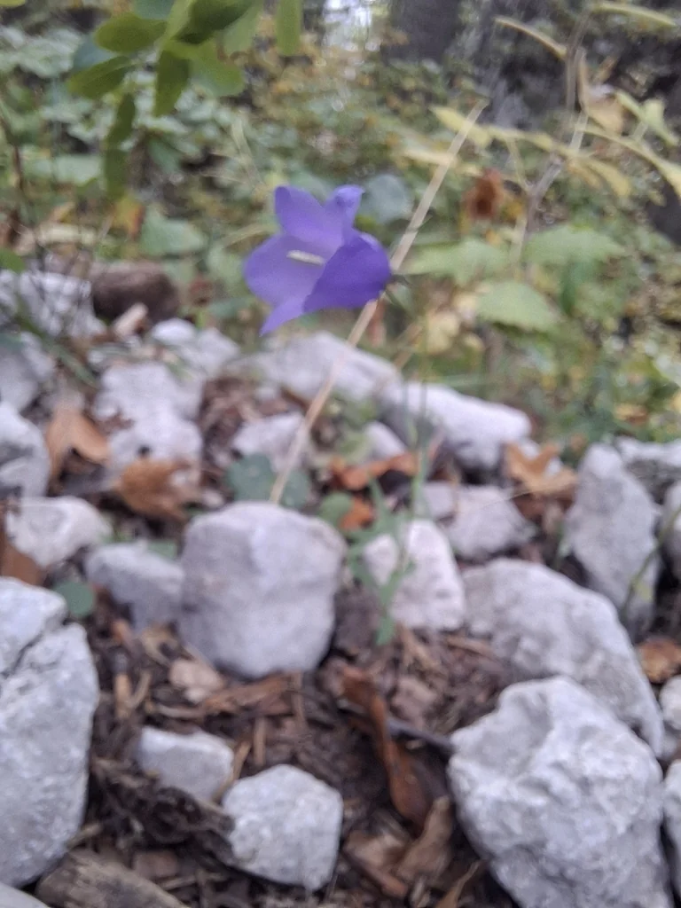 Campanula Persicifolia