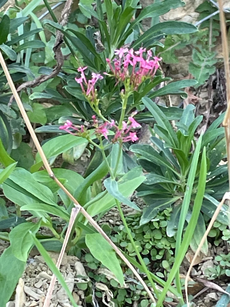 Centranthus Ruber