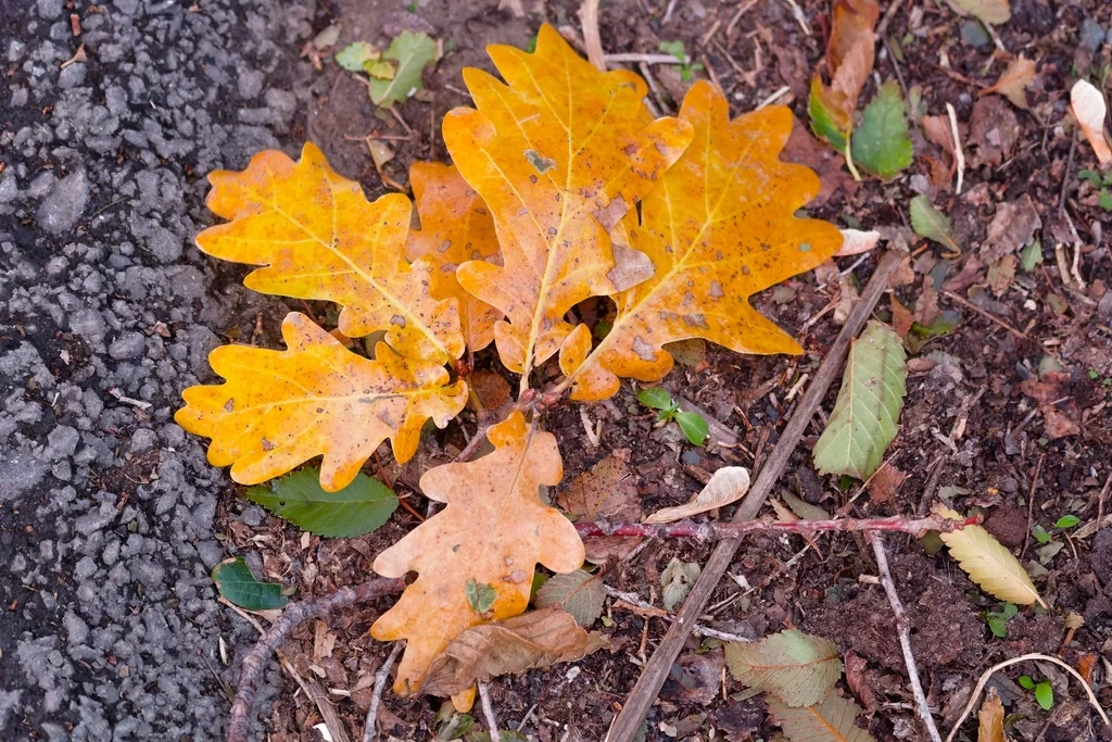 Quercus Robur
