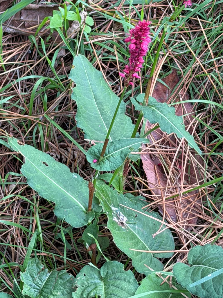 Persicaria amplexicaulis