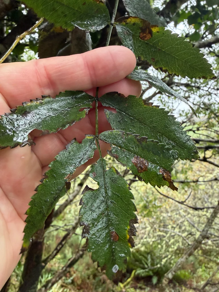 Sorbus Aucuparia