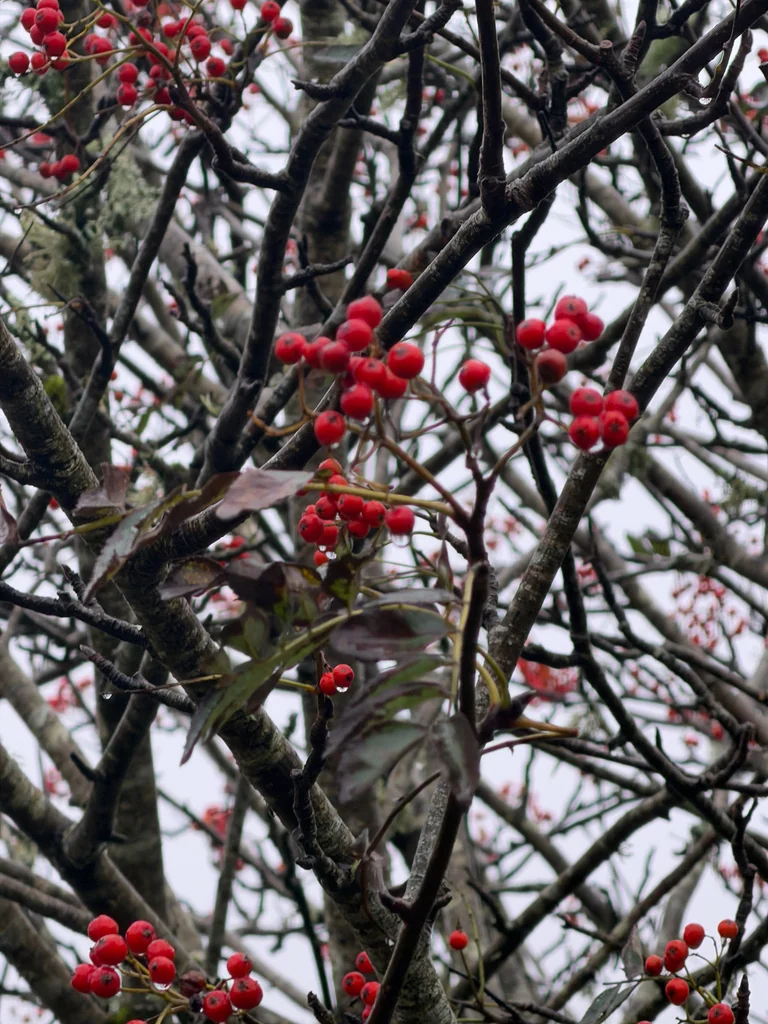 Sorbus Aucuparia