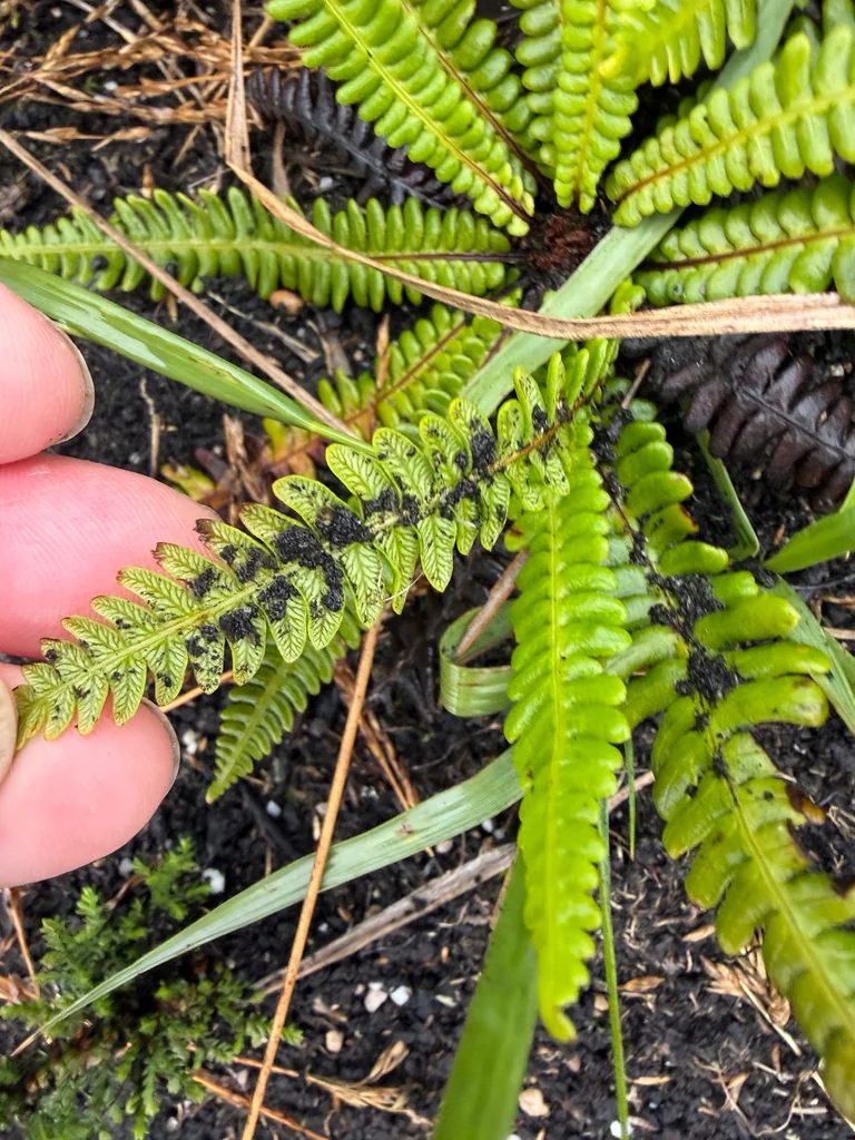 Blechnum Spicant