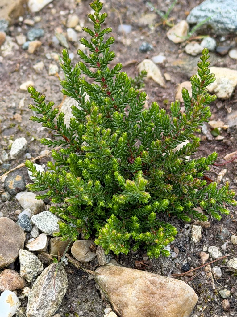 Calluna Vulgaris