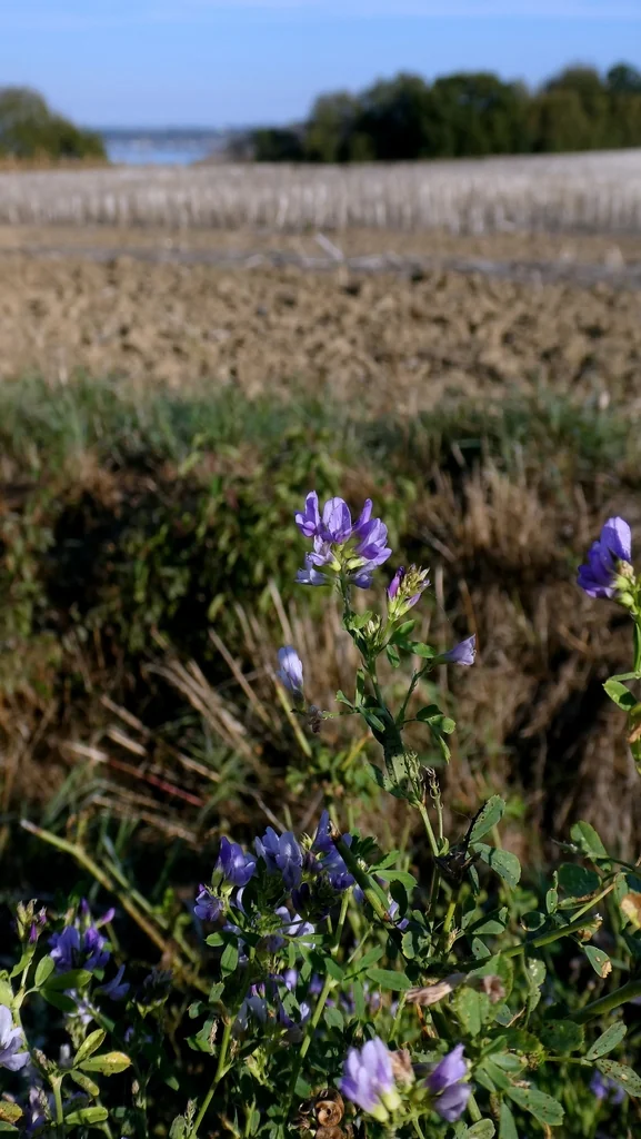 Medicago Sativa