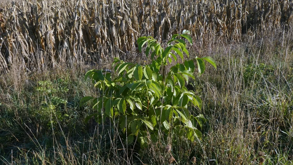 Juglans Regia