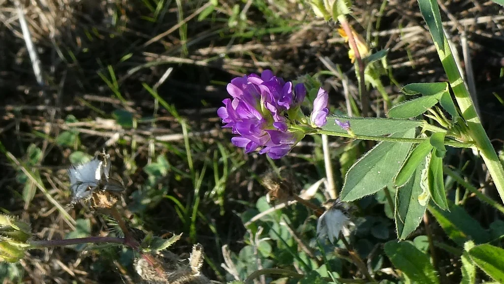 Medicago Sativa