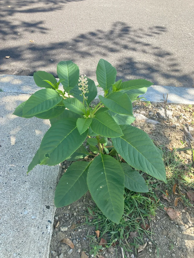 Phytolacca Americana