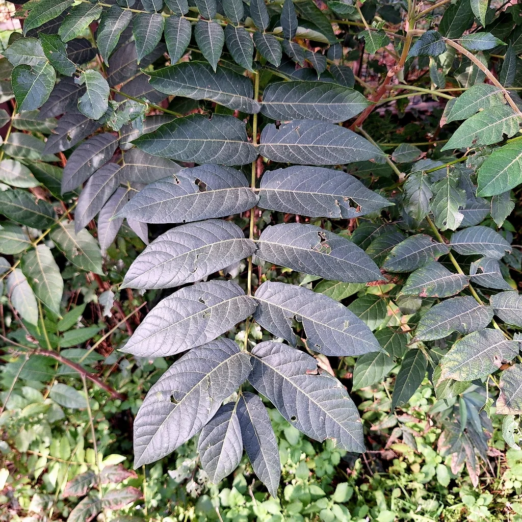 Ailanthus Altissima
