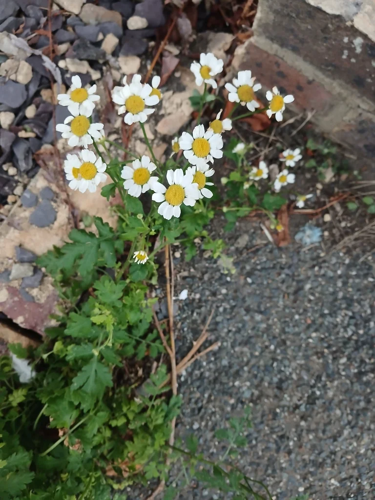 Tanacetum Parthenium
