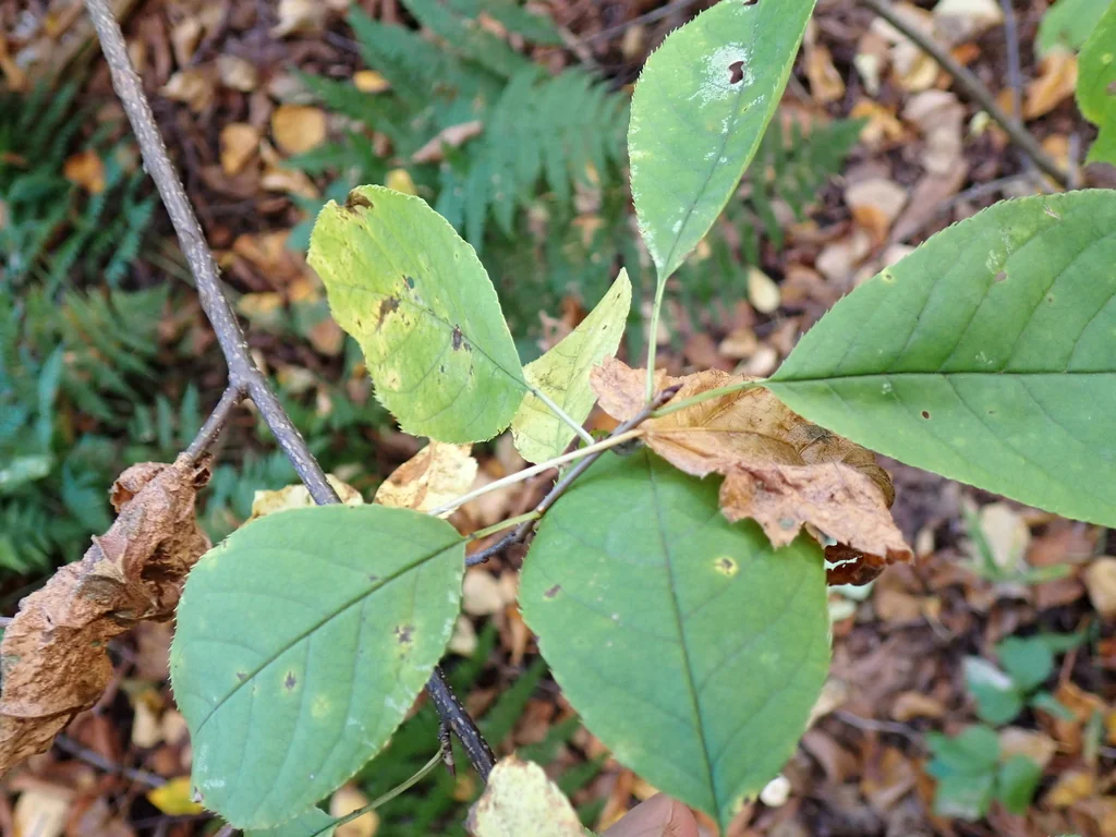 Prunus Virginiana
