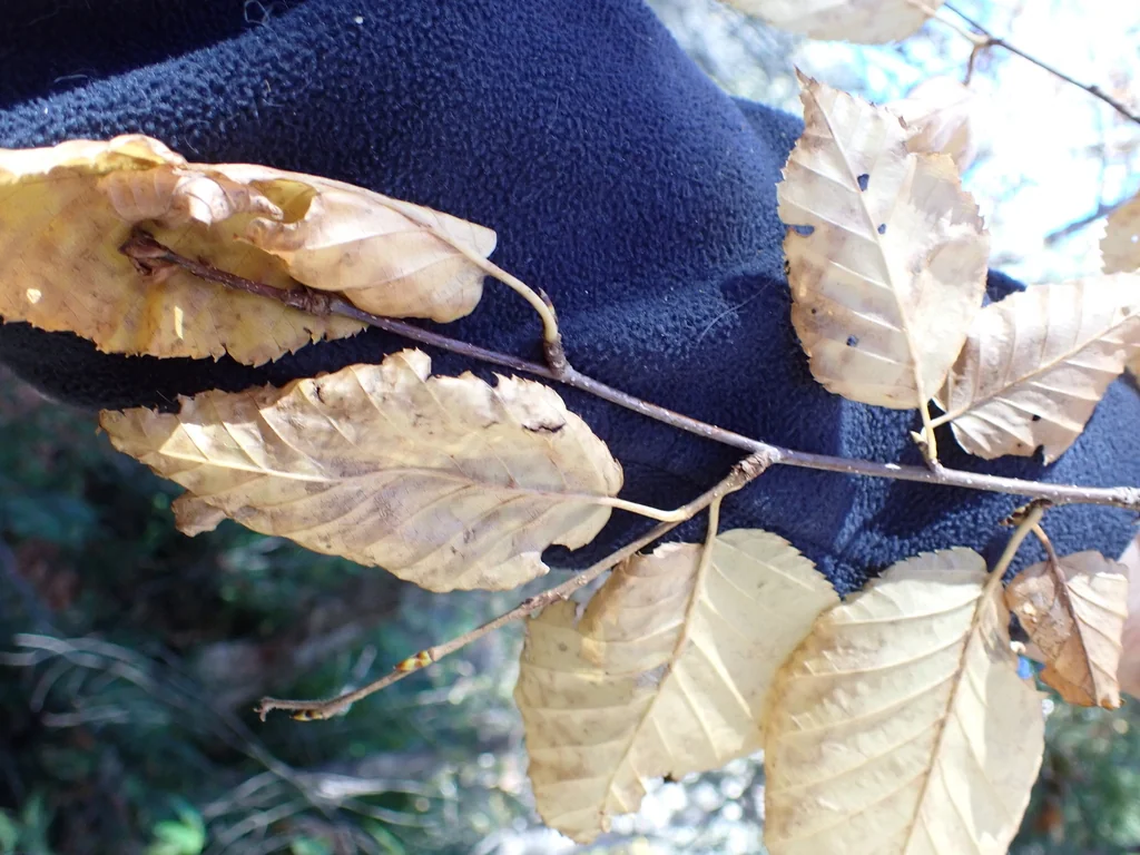 Betula Alleghaniensis
