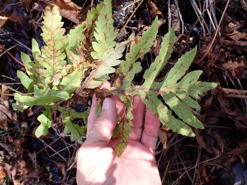 Onoclea Sensibilis
