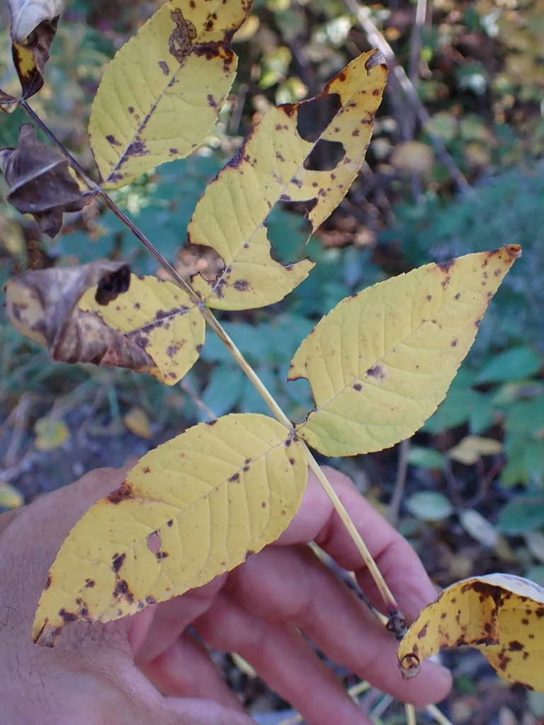 Fraxinus Nigra