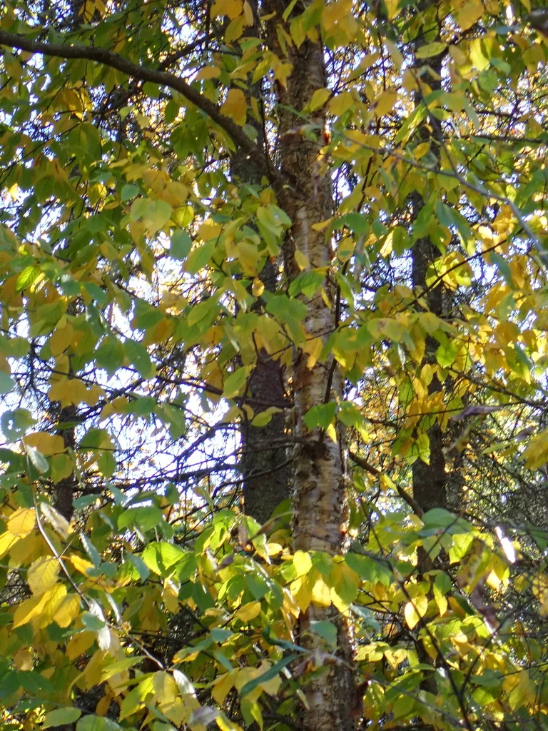 Betula Alleghaniensis
