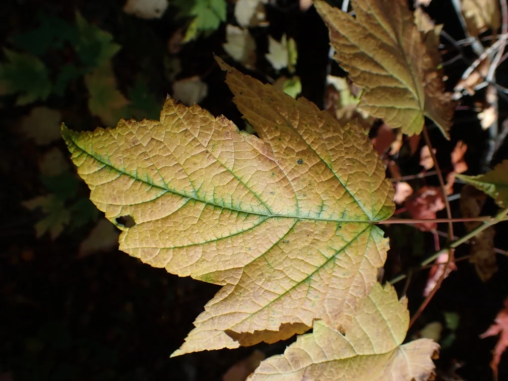 Acer Spicatum