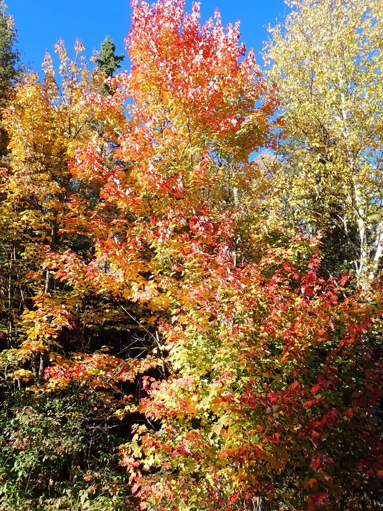 Acer Rubrum